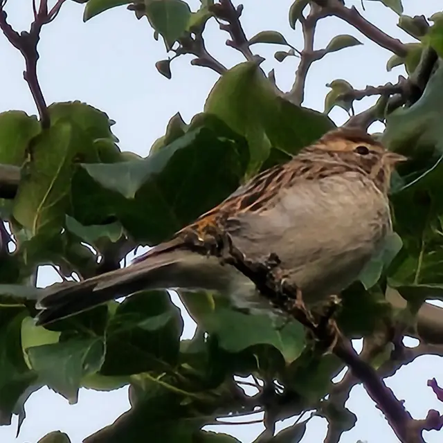 Chipping sparrow perched in a tree