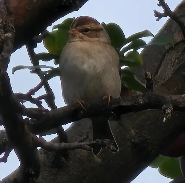 Chipping sparrow perched in a tree