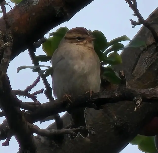 Chipping sparrow perched in a tree